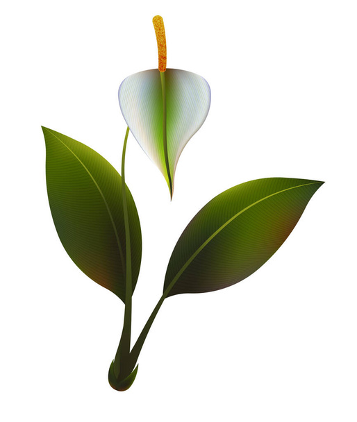 Vektorillustration der Spathiphyllum-Blume auf weißem Hintergrund - Vektor, Bild