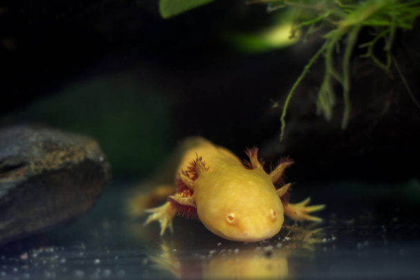 Rare Golden Axolotl In The Fish Tank - Photo, Image