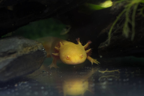 Rare Golden Axolotl In The Fish Tank - Photo, Image
