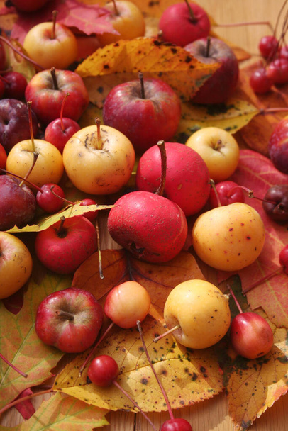 Autumn background on selective focus. Ornamental red and yellow apples with autumnal leaves.  - Photo, image