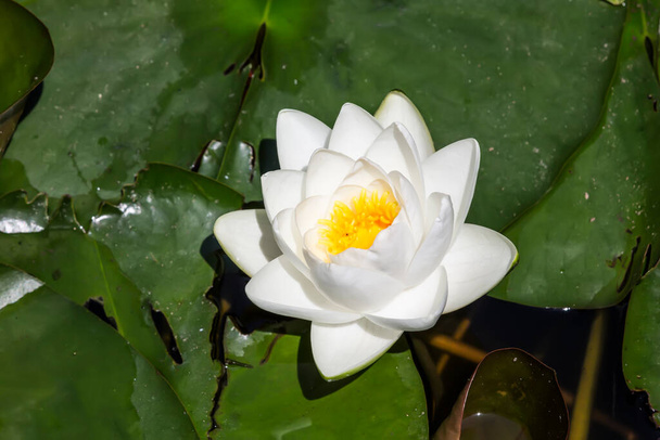 Lotus flower or Water lily. Lotus flower in pond nature concept background. - Photo, Image