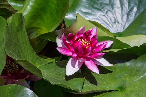 Nilüfer çiçeği ya da nilüfer çiçeği. Nilüfer çiçeğinin göl doğası kavramı. - Fotoğraf, Görsel