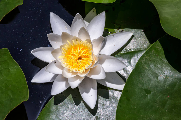 Lotusbloem of waterlelie. Lotus bloem in vijver natuur concept achtergrond. - Foto, afbeelding