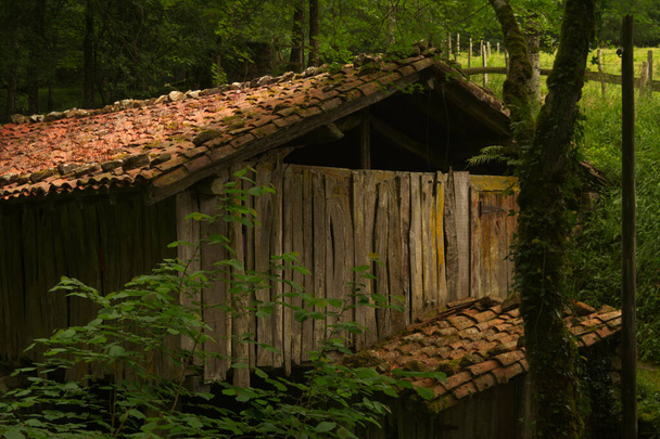 antigua granja de madera en el bosque
 - Foto, imagen