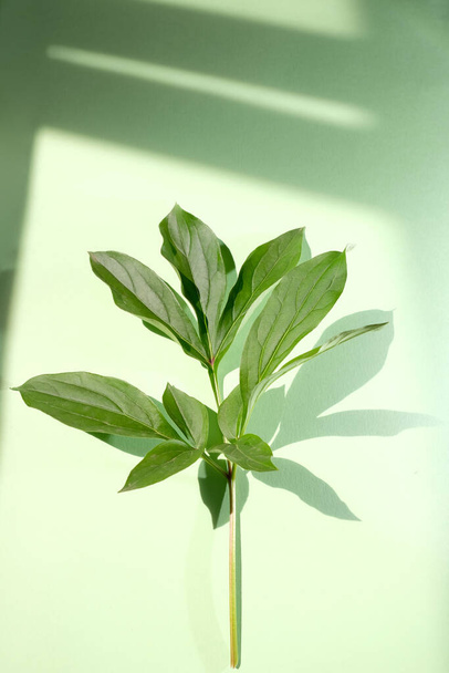 Peony leaf with trend shadows on a green background. Trendy shadows - 写真・画像