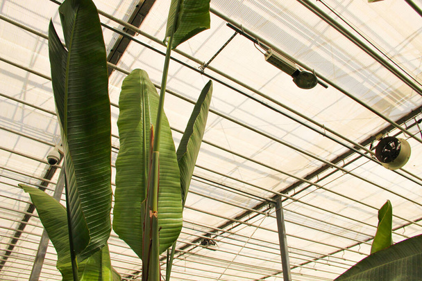 As plantas de banana crescem no jardim botânico. Fábrica de banana sob o telhado de vidro
. - Foto, Imagem