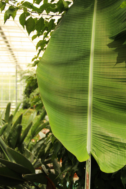 Plantas de plátano crecen en el jardín botánico. Planta de plátano bajo el techo de cristal
. - Foto, imagen