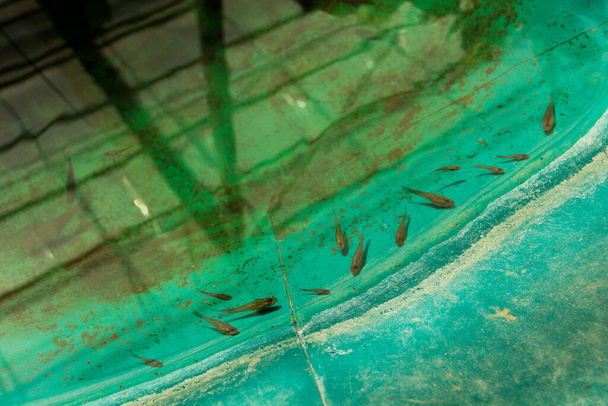 Vue du dessus des poissons dans un étang artificiel.  - Photo, image