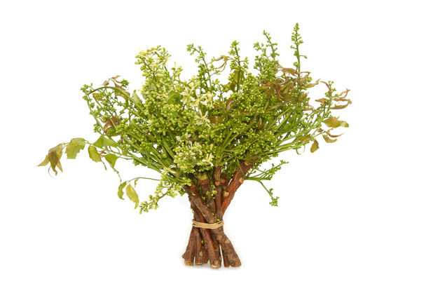 Neemin lehdet-Azadirachta indica, Margosa, kiniini (Azadirachta in
 - Valokuva, kuva