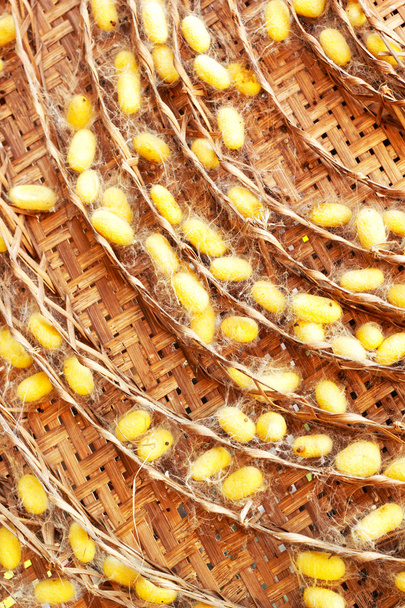 grupo de nidos de capullos de gusanos de seda
 - Foto, Imagen