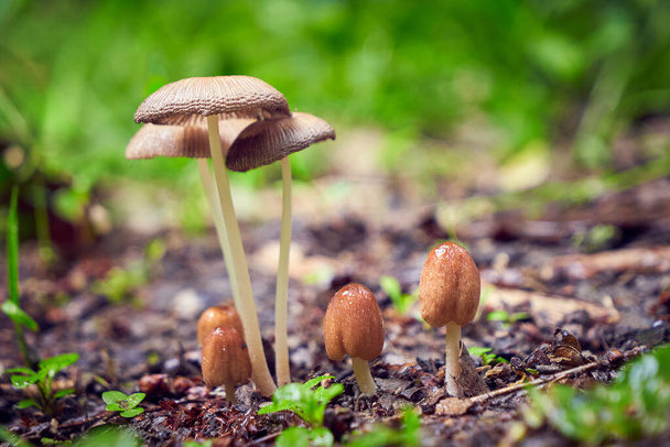 champignons dans la forêt après la pluie
 - Photo, image