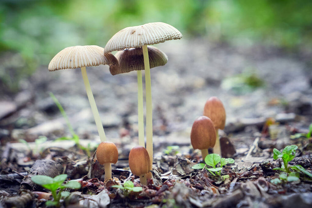 Gombák az erdőben eső után - Fotó, kép