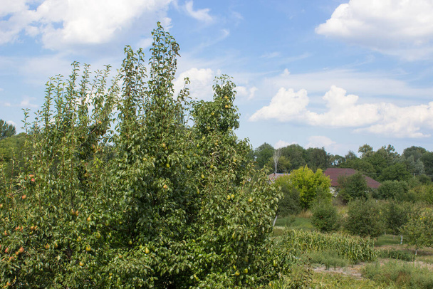 Verde árbol frutal pera, concepto de aldea
 - Foto, imagen