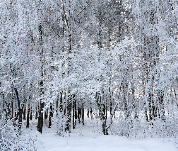 Wi nter landscape with trees in a thick hoarfrost - Photo, image