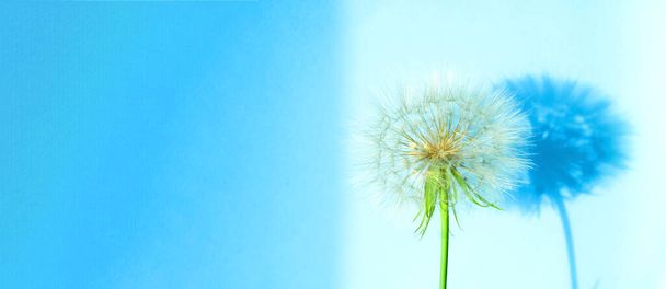 Creative summer concept with white dandelion inflorescences and shadow on blue background. Close-up, copy space - Photo, Image
