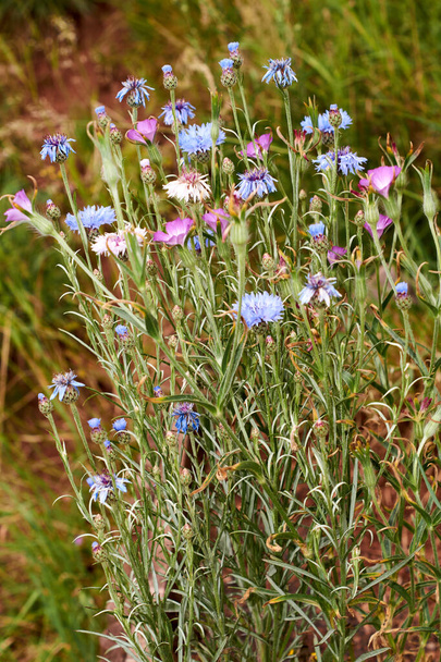 Blue Cornflower - Латинська назва Cyanus segetum Centaurea cyanus. - Фото, зображення