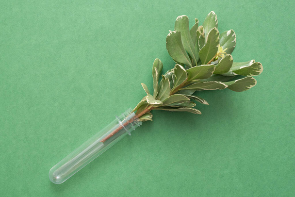 Test tube and green tree branch over green background. - Фото, зображення