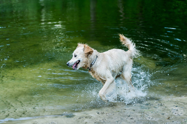 Happy wet dog running in water - 写真・画像
