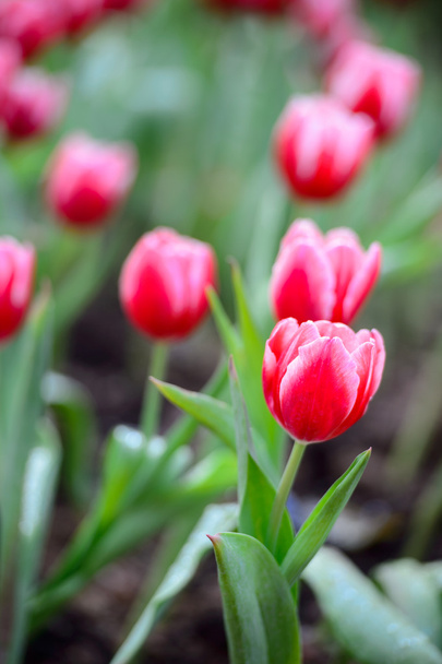 Red tulip field - Фото, зображення