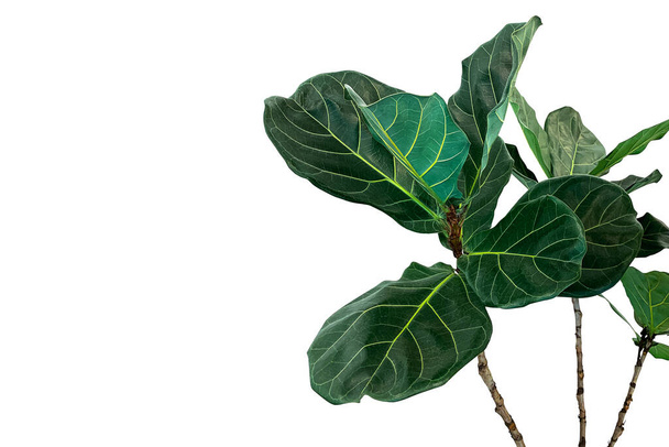 Zöld levelek hegedűlevél fügefa (Ficus lyrata) a népszerű díszfa trópusi szobanövény elszigetelt fehér alapon, nyírás útvonal tartalmazza. - Fotó, kép