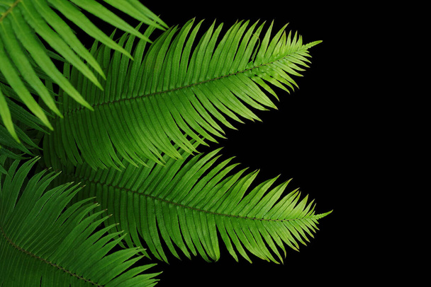 Wiszące pothos lub diabły bluszcz winorośli liana roślina z zielonymi i urozmaiconymi liśćmi (Epipremnum aureum Marble Queen Pothos), tropikalne liści roślin domowych izolowanych na białym tle ze ścieżką wycinania. - Zdjęcie, obraz