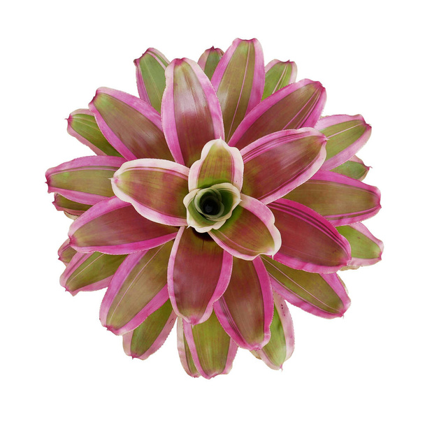 Top view of beautiful bromeliad Neoregelia the colorful landscape foliage plant native in the rainforests of South America isolated on white background, clipping path included. - Photo, Image