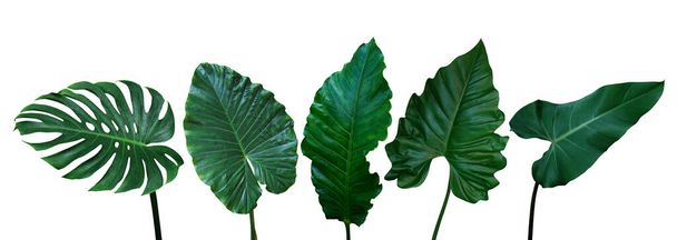 Tropical leaves set isolated on white background with clipping path, green leaves of Monstera, Alocasia, Anthurium, and Philodendrons the exotic foliage plants. - Photo, Image