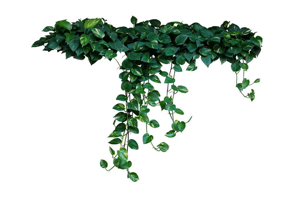 Szív alakú zöld változatos levelek ördögök borostyán vagy arany kátyúk a trópusi erdei növény, hogy lesz népszerű szobanövény, lógó szőlő bokor elszigetelt fehér alapon nyírás útvonal. - Fotó, kép