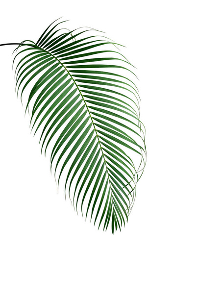 Feuillage de palmier tropical isolé sur fond blanc, chemin de coupe inclus. - Photo, image