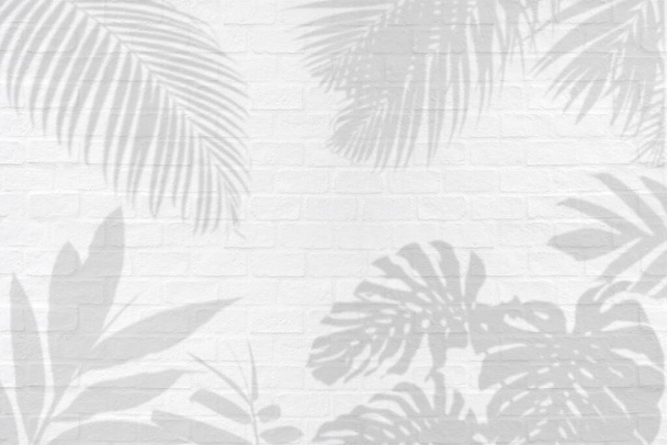 Monstera, palm and other tropical leaves foliage plant shadows on white brick wall texture  background. - Photo, Image