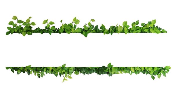 Folhas verdes moldura da natureza fronteira de hera do diabo ou pothos dourado a planta de folhagem tropical no fundo branco. - Foto, Imagem