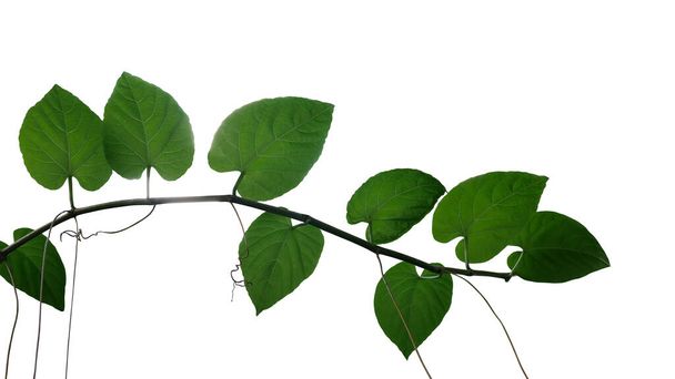 ハート型の濃い緑色の葉ジャングルつるリアナ植物の枝白い背景に孤立したtendrils 、クリッピングパスが含まれています. - 写真・画像