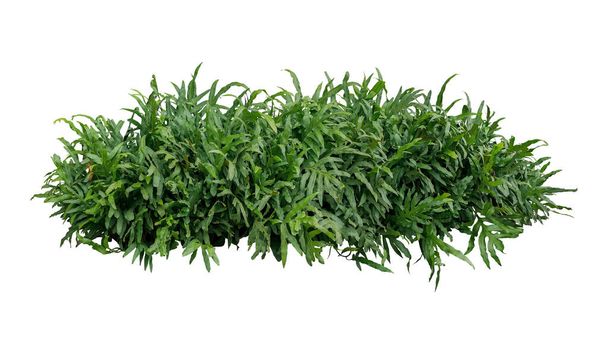 Green leaves tropical foliage plant bush of Wart fern or Monarch fern (Phymatosorus scolopendria) the garden landscaping shrub isolated on white background, clipping path included. - Photo, Image