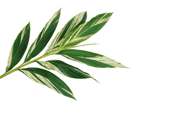 Různé skořápkové listy zázvoru (Alpinia zerumbet 'Variegata), tropické lesní rostliny izolované na bílém pozadí, zastřižená cesta. - Fotografie, Obrázek