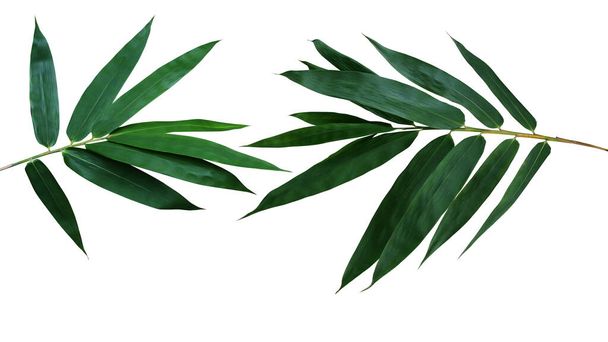 Dark green leaves of bamboo ornamental garden plant isolated on white background, clipping path included. - Φωτογραφία, εικόνα