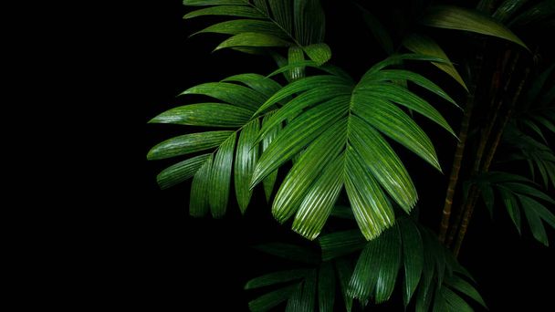 Tropical palm leaves, rainforest foliage plant trees on black background. - Fotoğraf, Görsel