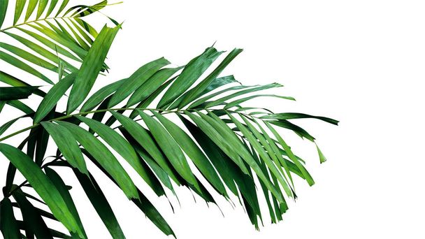Пальмовые листья, тропические леса листвы растения изолированы на белом фоне, обрезка пути включены
. - Фото, изображение