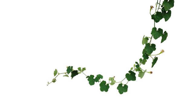 暗緑色の松葉杖は灰カボチャまたはワックスのつる植物を残します。白い背景に隔離された野生で成長する傾向があり、クリッピングパスが含まれています. - 写真・画像