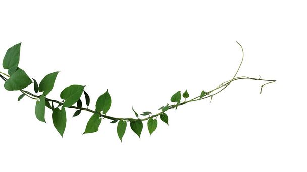Heart shaped dark green leaf twisted jungle vines liana climbing plant isolated on white background, clipping path included. - Fotoğraf, Görsel