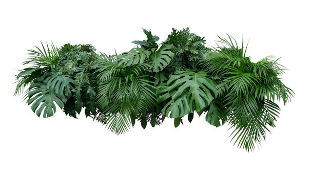 Hojas tropicales follaje planta arbusto arreglo floral naturaleza telón de fondo aislado sobre fondo blanco, recorte camino incluido
. - Foto, imagen