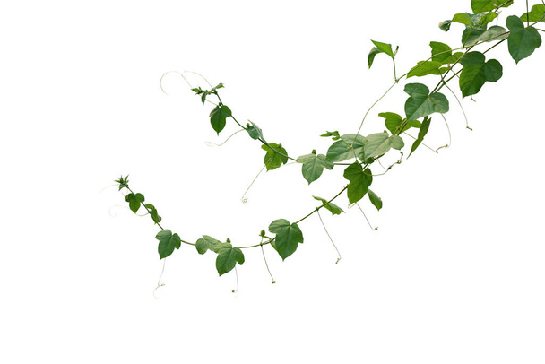 Дика маракуя або плоди пристрасті кущів ( Passiflora foetida) зелене листя повзучих лоз плюща рослини ізольовані на білому тлі, відсічний контур включений
. - Фото, зображення