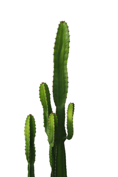 Декоративное колючее растение с зелеными суккулентными стеблями кактуса изолировано на белом фоне, включая траекторию обрезки
. - Фото, изображение