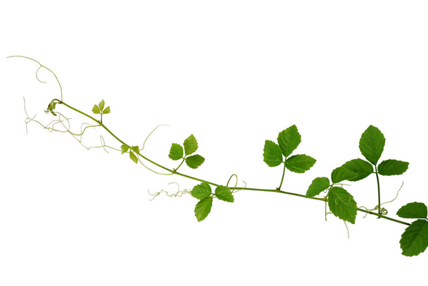Videira de escalada selvagem, Cayratia trifolia (Linn.) Domin. planta liana isolado em fundo branco, caminho de recorte incluído
.  - Foto, Imagem