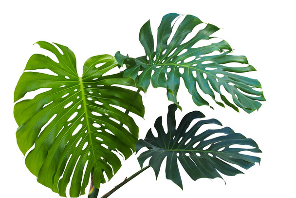 Large green leaves of monstera or split-leaf philodendron (Monstera deliciosa) the tropical foliage plant growing in wild isolated on white background, clipping path included. - Foto, afbeelding