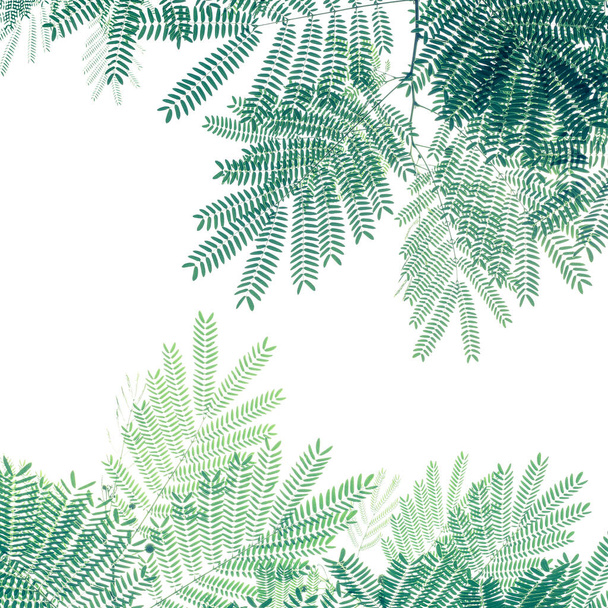 Vihreä lehtikuvio valkoisella taustalla, luonto luova ulkoasu White Popinac puu (Leucaena leucocepphala) trooppinen kasvi. - Valokuva, kuva