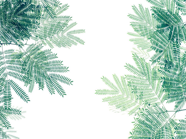 Green leaf pattern on white background, nature creative layout of White Popinac tree (Leucaena leucocepphala) the tropical plant. - Fotó, kép