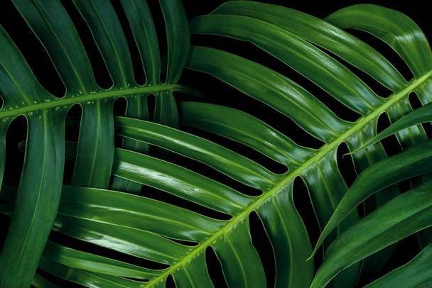 Texturas de folha verde tropical no fundo preto, Monstera philodendron planta close-up para decoração de arte da parede
. - Foto, Imagem