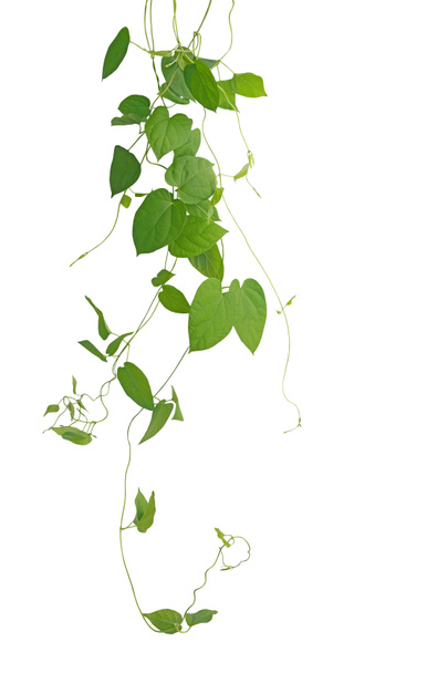 Herzförmige grüne Blatt kletternde Reben isoliert auf weißem Hintergrund, Schneidepfad inbegriffen. Kuhglockenschnecke - die Heilpflanze. - Foto, Bild