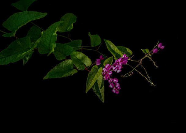 Roze bloemen met hartvormige groene bladeren en peulvruchten van koraalsliaan (Antigonon leptopus) in zonlicht op zwarte achtergrond. De wijnstok ook bekend als Mexicaanse klimplant, bijenstruik of Koninginnekrans. - Foto, afbeelding