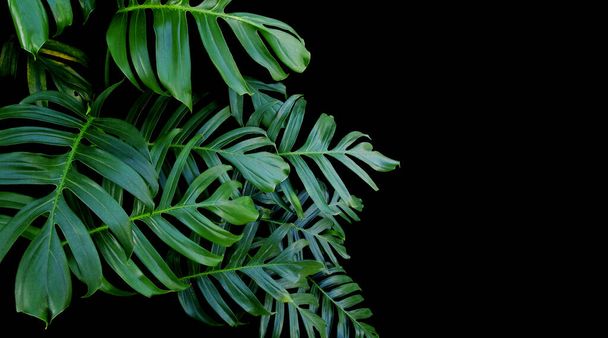 Vahşi doğada yetişen Monstera bitkisinin yeşil yaprakları, tropikal orman bitkisi, siyah arka planda daima yeşil asma..  - Fotoğraf, Görsel